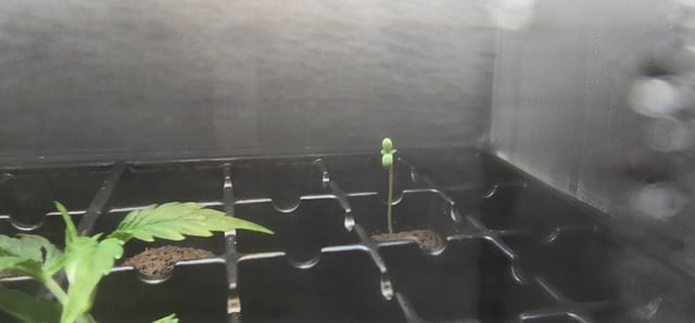1st grow Dr. Nefario — vegetative, day 38