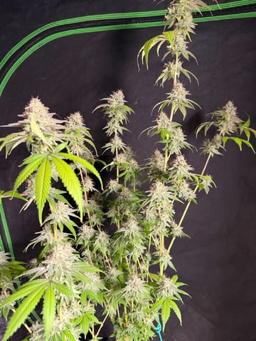  Trying to go big — flower, day 133