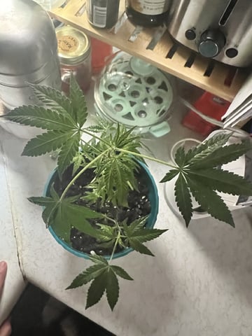 White Widow Auto — flower, day 53