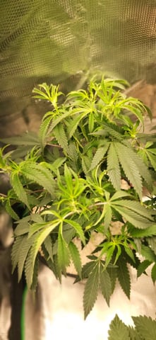 1st grow indoors(cardboard box to 2x2x4 to 5x5x6) — vegetative, day 41