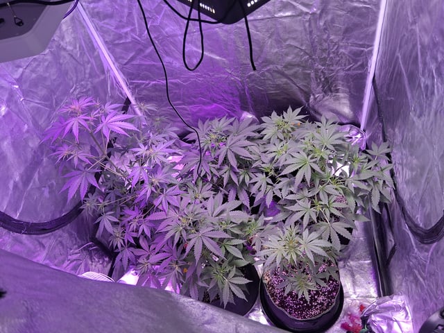 first auto grow — flower, day 36