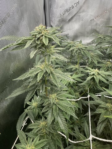 3 Runtz X Apple Fritter  — flower, day 40