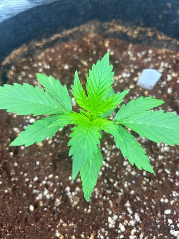 sticking to basics second grow — vegetative, day 8