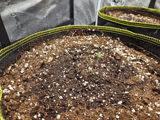 Scary Berries — seedling_rooting, day 8