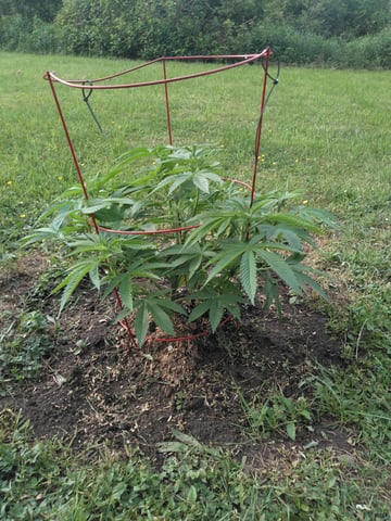 Motorbreath 15 — vegetative, day 15