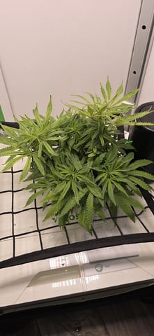 Vivosun Seed tent — flower, day 66