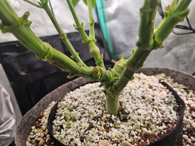 first grow — flower, day 71