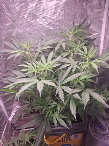 critical Mass  — flower, day 50