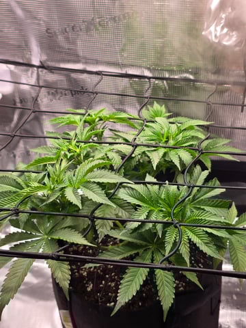 Northern lights #10 (Alaska) — flower, day 34