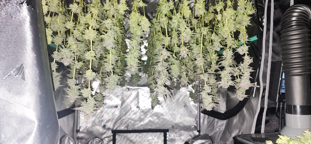 Found my Females... Game On! — harvest, day 189