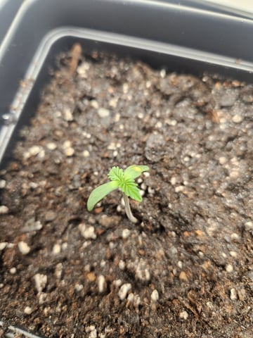 Uma #1 and #2t — seedling_rooting, day 1