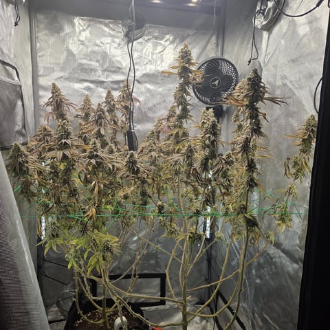 Skunk #1 — harvest, day 168