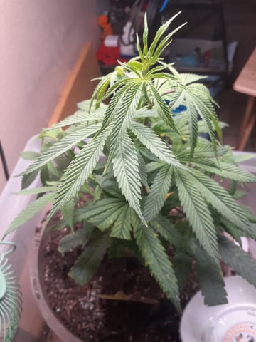 Sub Zero#12 Photoperiod Grow — vegetative, day 105