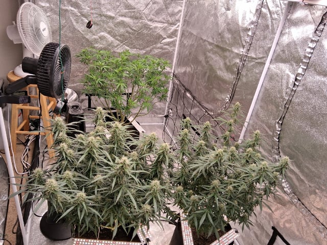 Seedman mix auto & seedman mix auto & GodFather OG — flower, day 84