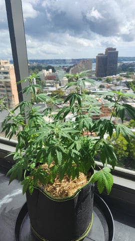 Royal Highness — vegetative, day 75