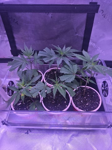 MOTHER ROOM — seedling_rooting, day 66