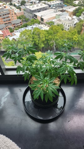 Royal Highness — vegetative, day 66