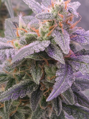 I'll get it right — flower, day 89