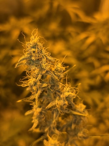 Autos AGAIN — flower, day 70