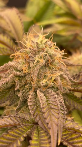 LSD feminized — flower, day 104