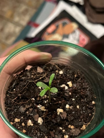Lavender and Anesthesia Auto — seedling_rooting, day 14