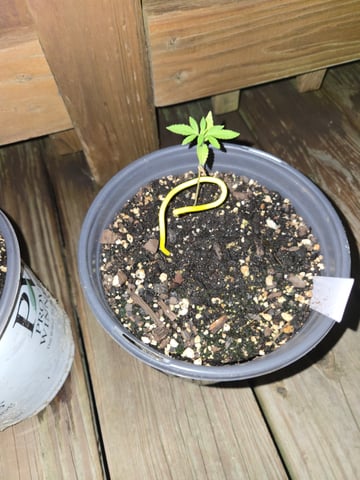 Late Outdoor Photo's — seedling_rooting, day 16