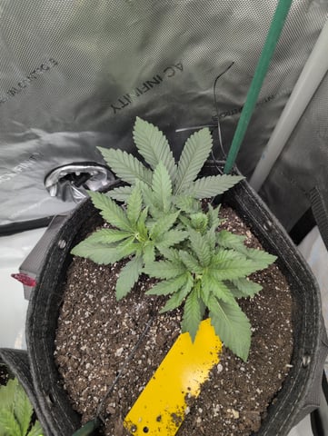 memphisto 3 bears OG, ethos high note r1 — vegetative, day 28