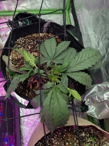 2025-26 — vegetative, day 23