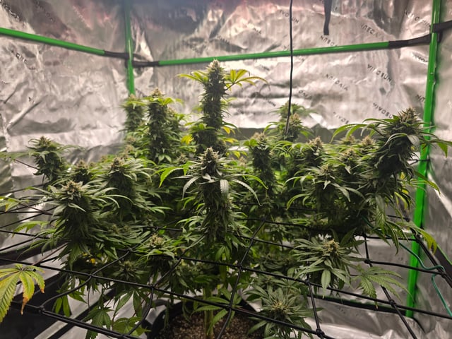 First grow — flower, day 119