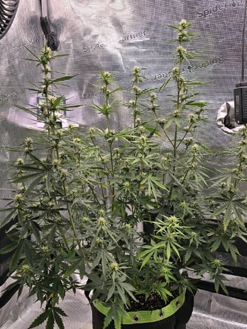 Gorilla Cookies auto  — flower, day 45