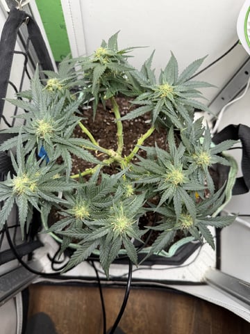 Midsummer Outdoor — flower, day 55