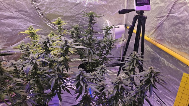 Amnesia Haze Run — flower, day 64