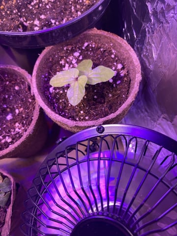 Grow 1 — seedling_rooting, day 14