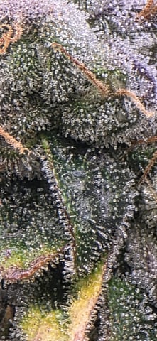 Maple Nectar  — flower, day 98