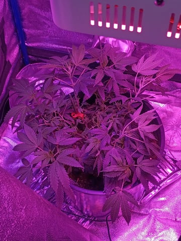Georgia Pie Female Photo — vegetative, day 33