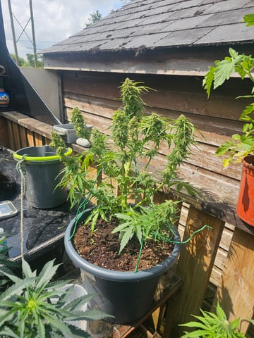 Cheshablue  — flower, day 33