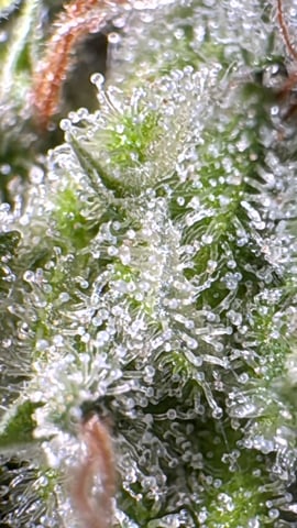 OG Kush — flower, day 147