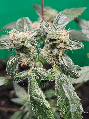 1st plant. Strain: Green Gelato AutoFlower — flower, day 79