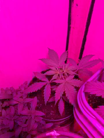 Queen B  — vegetative, day 32