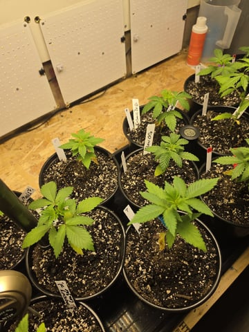 2nd Grow Sesh — vegetative, day 24