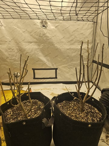 perfect circle/ cherrymac1 X candyland cross 