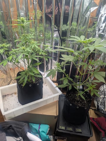 Zkittlez (Auto) — flower, day 53