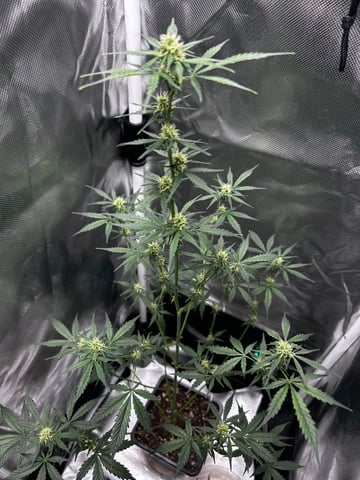 goatlato MT — auto, day 73