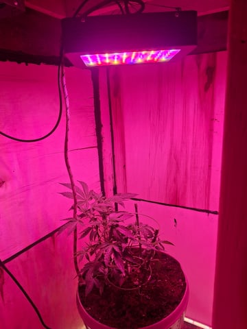 lil babies  — flower, day 18