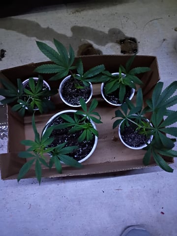 Purple Plum Perfect 💜 & 2 Grape Runtz 🍇 Mainlining garden.  — vegetative, day 126