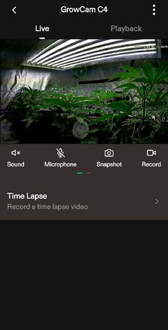 3rd Auto Grow — vegetative, day 55