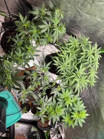 Fruity Pebbles  — vegetative, day 12