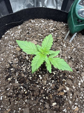 Gorilla Cookies 2nd Try — seedling_rooting, day 21