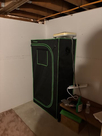 Round 1 — germination, day 8