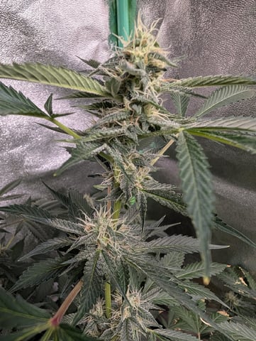 Early Girl — flower, day 58